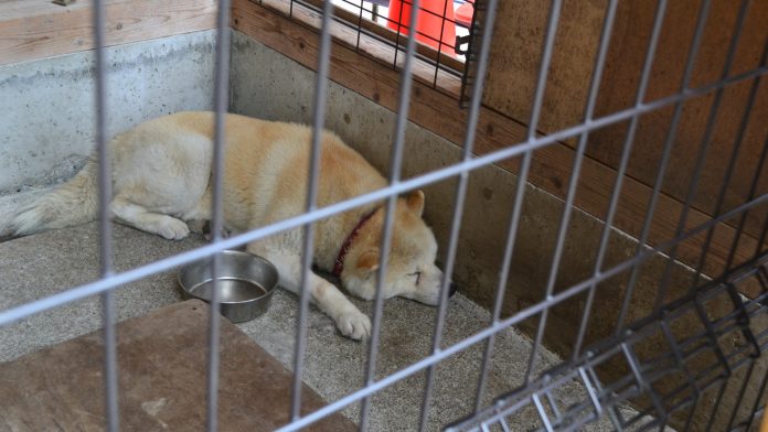 Cão da raça Shiba Inu preso em gaiola, símbolo da criptomoeda Dogecoin
