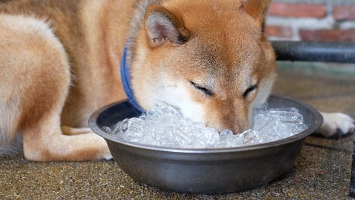 Shiba Inu deitado no chão com o rosto em um balde de gelo