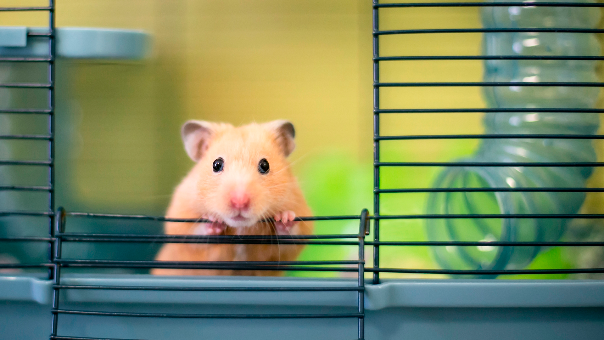 Hamster ‘trader’ de Bitcoin morreu