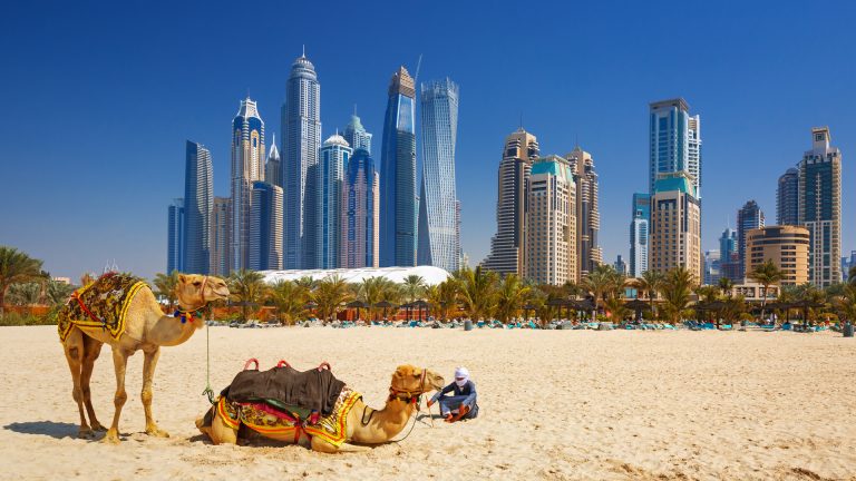 Os camelos na praia de Jumeirah e arranha-céus em Dubai, Emirados Árabes Unidos