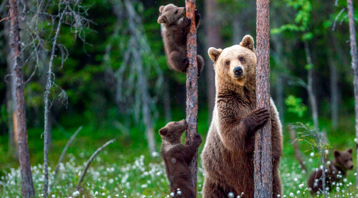 Urso, símbolo de bear market do Bitcoin