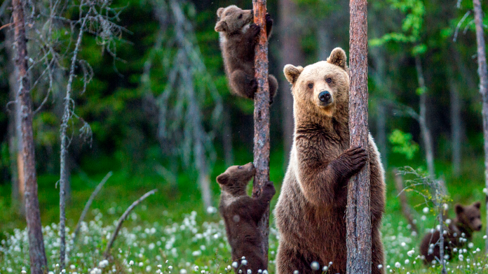 Urso, símbolo de bear market do Bitcoin