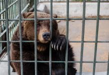 Um urso triste sentado em uma gaiola de zoológico. No mercado financeiro, urso significa sentimento de baixa.