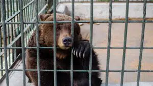 Um urso triste sentado em uma gaiola de zoológico. No mercado financeiro, urso significa sentimento de baixa.