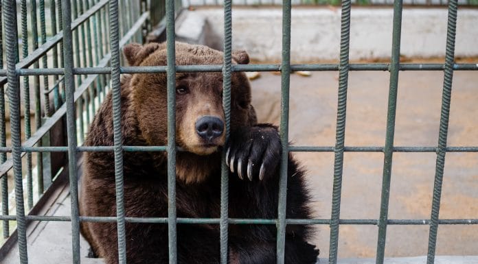 Um urso triste sentado em uma gaiola de zoológico. No mercado financeiro, urso significa sentimento de baixa.