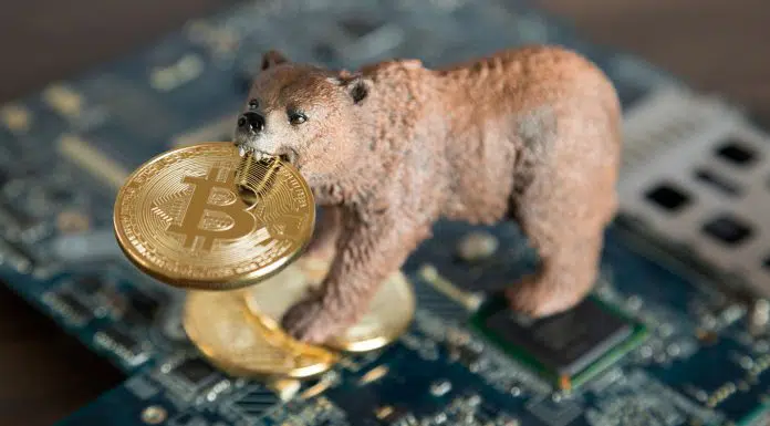 Urso com moeda de Bitcoin