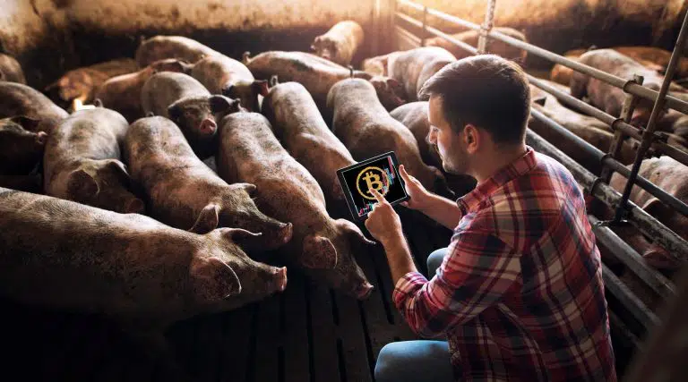 Fazendeiro usa cocô de porco para minerar Bitcoin