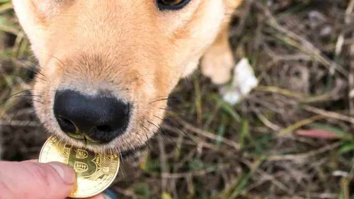 Cachorro segurando um Bitcoin na mão de dono