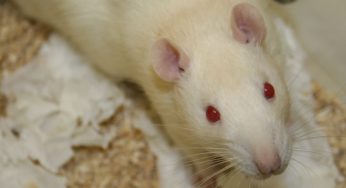 Grupo quer colocar bitcoin no DNA de ratos
