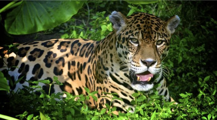 Um Jaguar na floresta amazônica