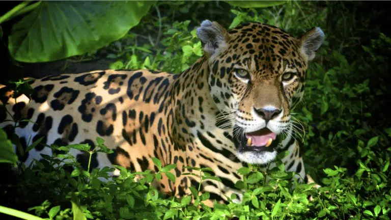 Um Jaguar na floresta amazônica