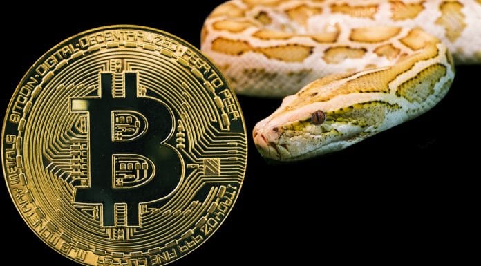 Cobra olhando para o Bitcoin