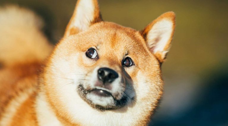 Shiba Inu