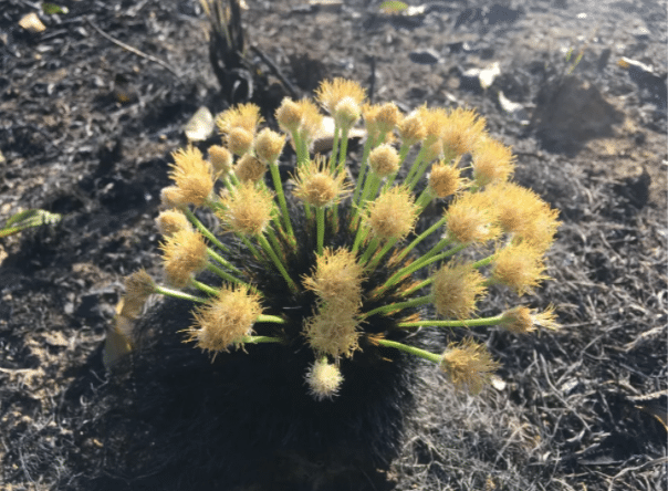 Flor brotando após uma queimada no Cerrado.
