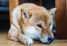 Cão da raça Shiba Inu triste.