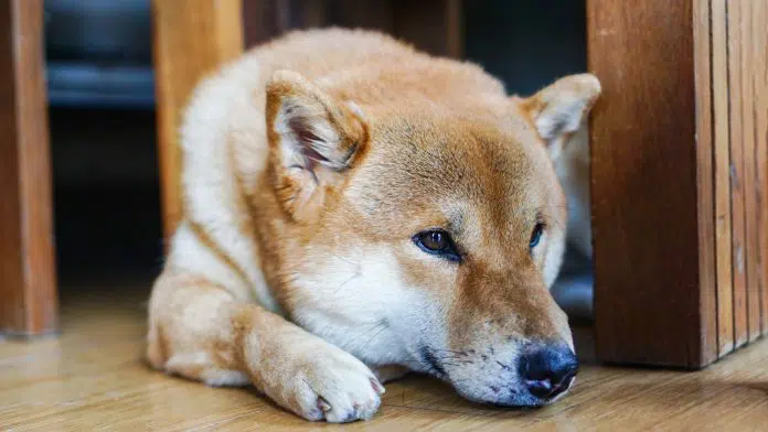 Cão da raça Shiba Inu triste.
