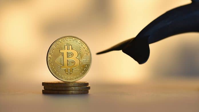 Bitcoin com cauda de baleia