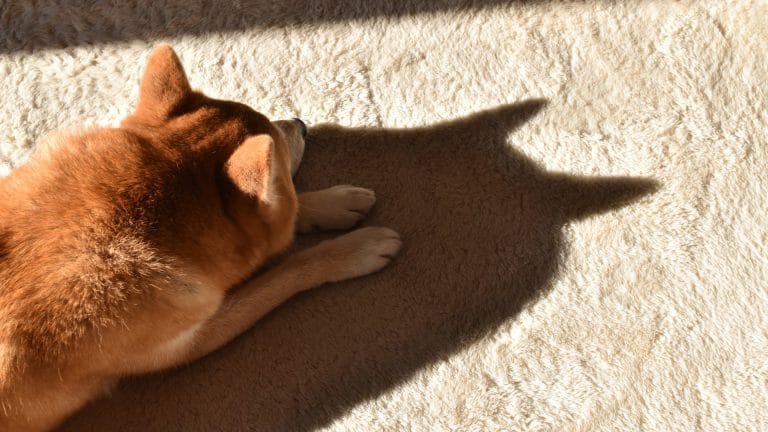 Shiba Inu deitado triste