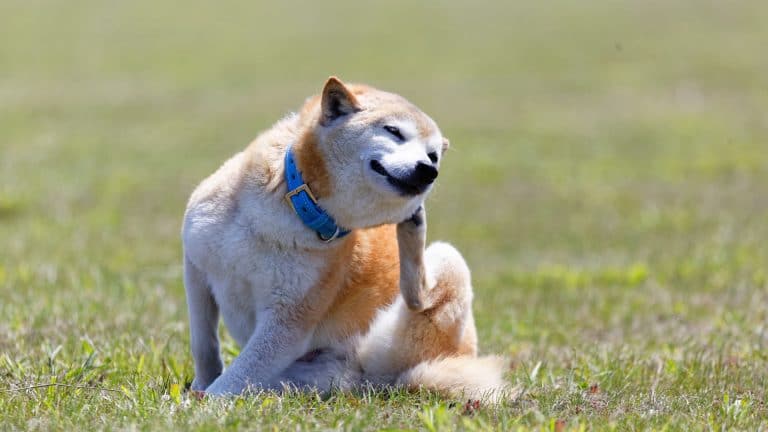 Cão da raça Shiba Inu.