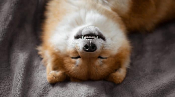 Cão japonês Shiba Inu deita-se na cama e dorme engraçado