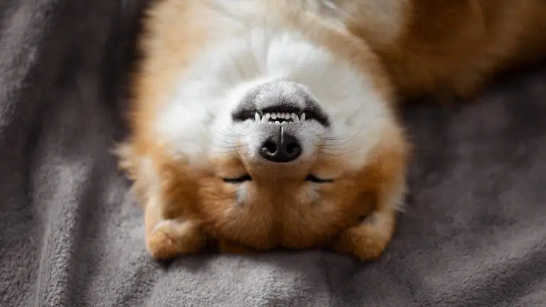 Cão japonês Shiba Inu deita-se na cama e dorme engraçado