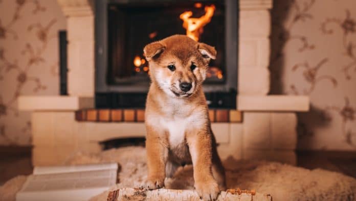 Filhote de Shiba Inu se aquecendo junto à lareira com fogo