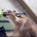 Imagem de gato postada em projeto de lei sobre regulamentação de criptomoedas.
