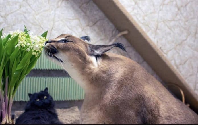 Imagem de gato postada em projeto de lei sobre regulamentação de criptomoedas.