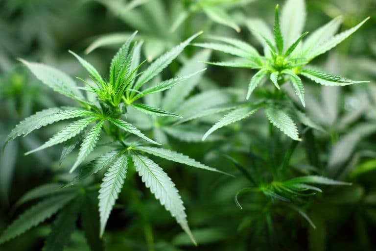 Pai e Filho são presos por venda de maconha e lavagem de dinheiro com bitcoin que funcionava no Starbucks