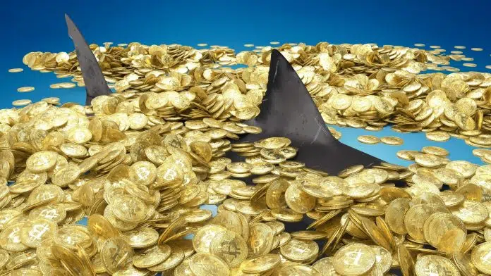 Tubarão nadando em meio a bitcoins