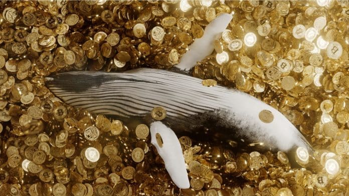 Baleia nadando em moedas de Bitcoin.