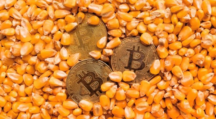Moedas de Bitcoin sobre milho, representando conceito de commodity.