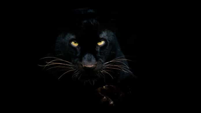 Pantera.