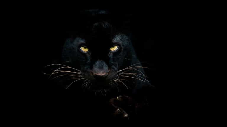 Pantera.