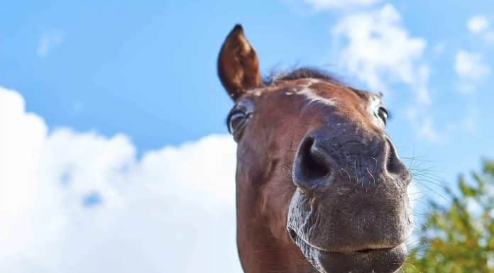 Cavalo