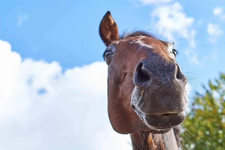 Cavalo