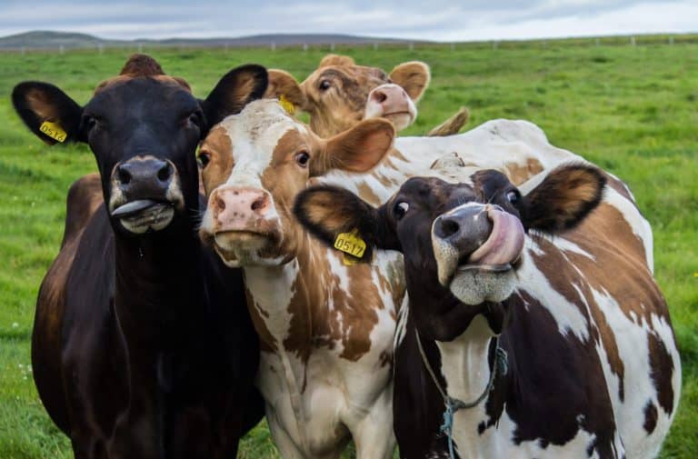 ‘Estudiosos’ dizem que Bitcoin gasta mais energia do que vacas