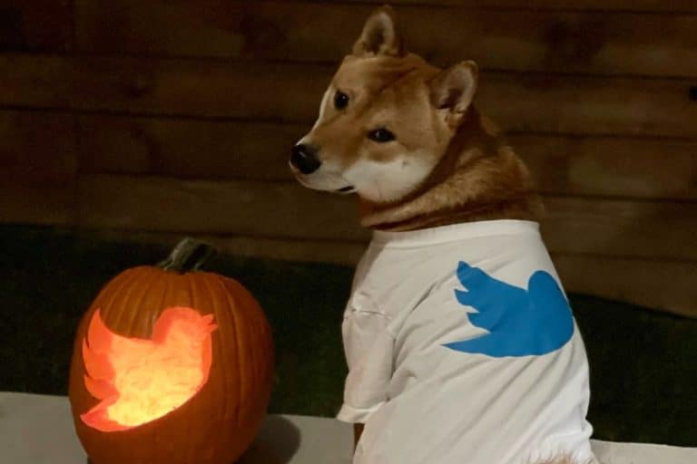 Elon Musk publicou foto de seu cachorro Shiba com roupa do Twitter no Dia das Bruxas e causou alta na Dogecoin