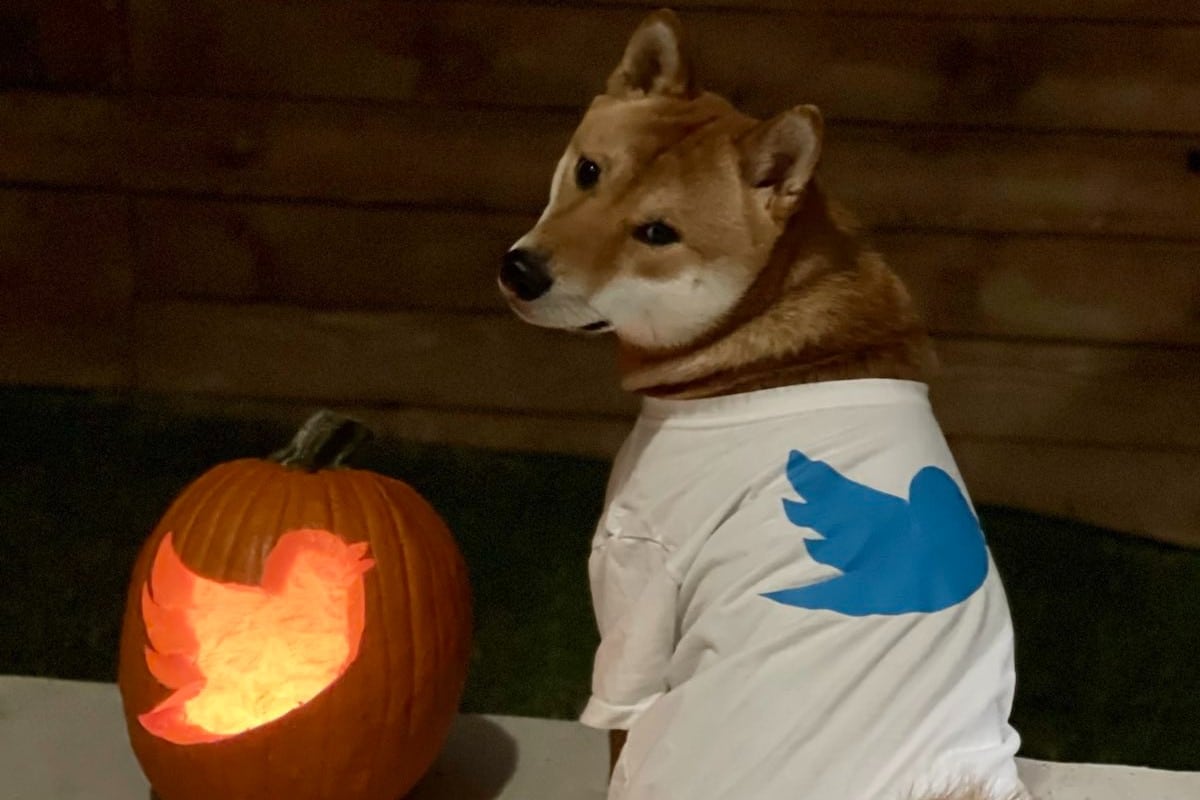 Elon Musk publicou foto de seu cachorro Shiba com roupa do Twitter no Dia das Bruxas e causou alta na Dogecoin