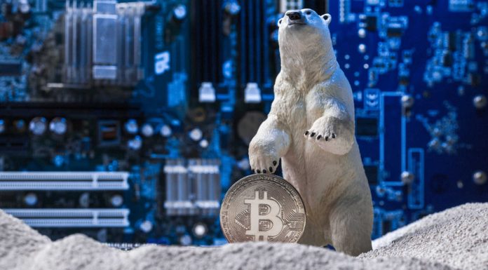 Urso polar e Bitcoin, simbolizando o inverno cripto.