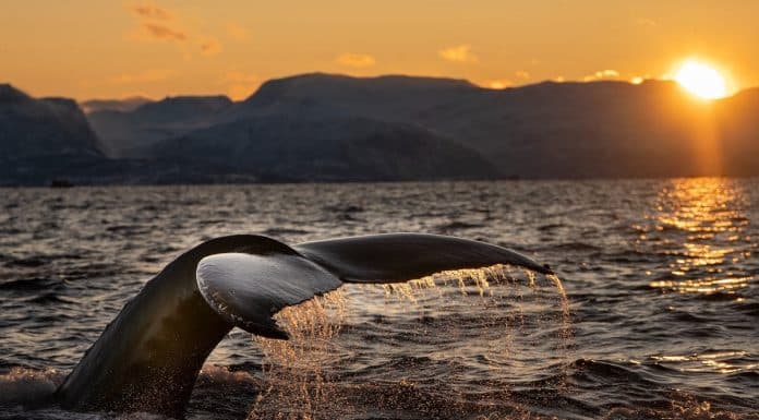 Baleia mergulhando com sol nas montanhas ao fundo