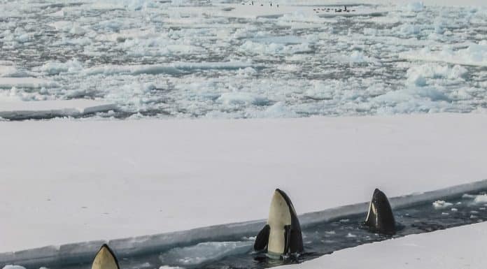 Baleis emergindo em meio a placas de gelo