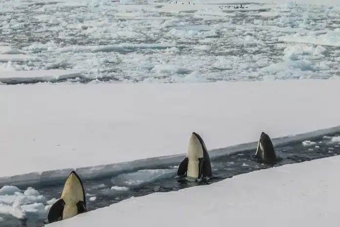 Baleis emergindo em meio a placas de gelo