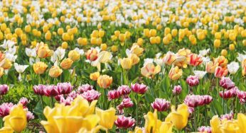 Mineração de bitcoin salva produção de tulipas na Holanda