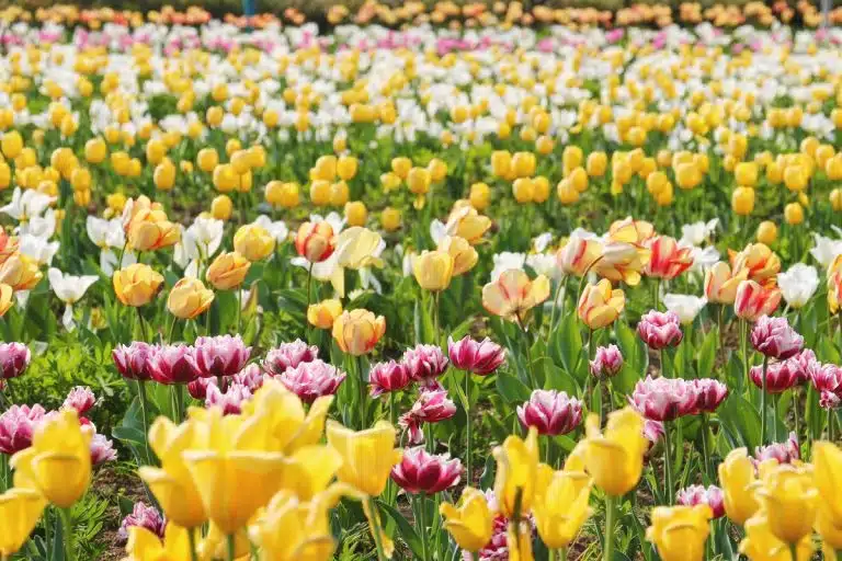 Cultura de tulipas de várias cores na Holanda