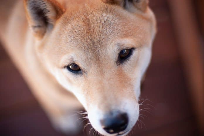 Cachorro da raça Shiba olhando para câmera