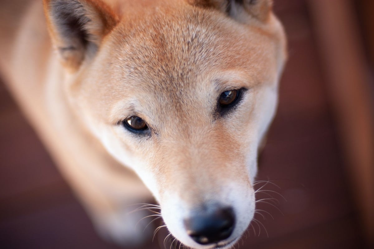 Cachorro da raça Shiba olhando para câmera