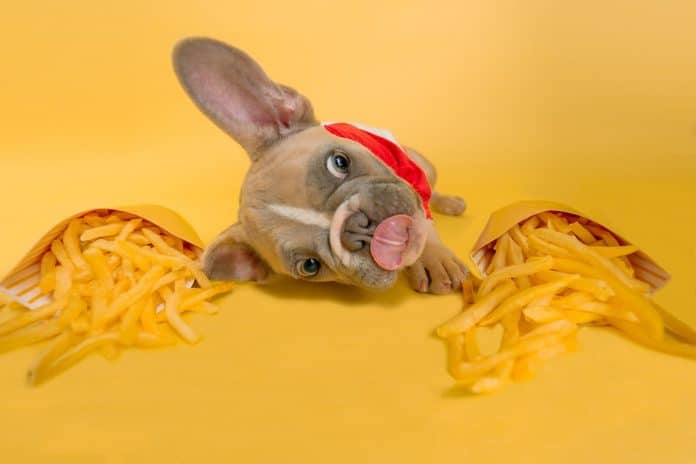 Cachorro próximo de batatas do McDonald's