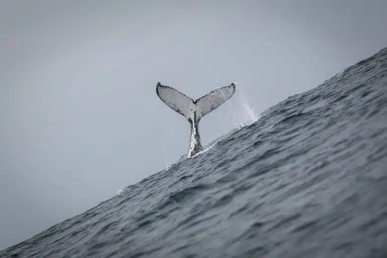 Cauda de baleia para fora do mar, durante mergulho e criptomoedas bitcoin