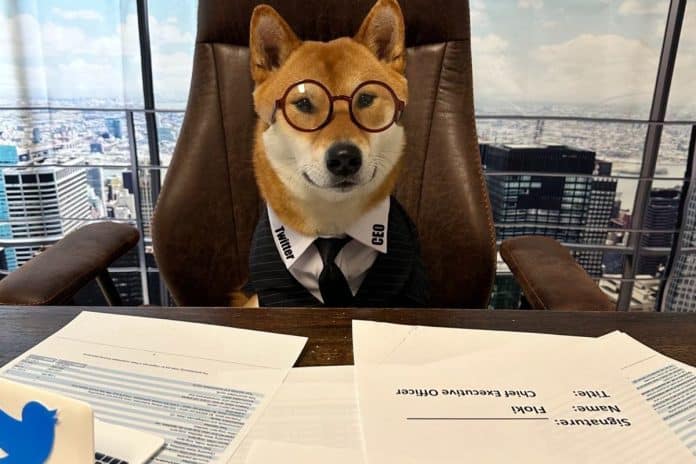 Cachorro de Elon Musk, Floki